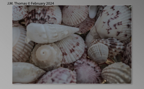 Macro Shells Feb 2024-19.jpg